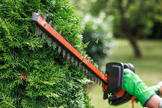 person trimming a bush with electric hedge trimmer in a garden maintaining healthy plants with two tools